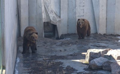 Могли ще поспати: у Черкасах у зоопарку ведмеді прокинулися після зимової сплячки Могли ще поспати: у Черкасах у зоопарку ведмеді прокинулися після зимової сплячки