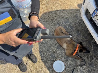 Миколаївщину очищують від боєприпасів за допомогою собак Миколаївщину очищують від боєприпасів за допомогою собак
