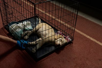 У Греції заарештували 281 людину через лісові пожежі