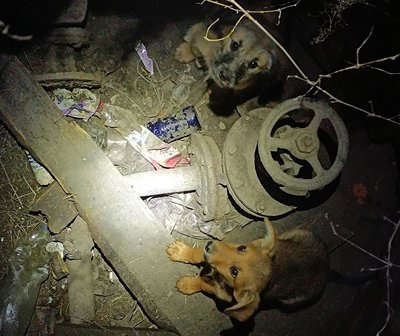 На Дніпропетровщині поліцейський врятував цуценят, які не могли вибратися з люка На Дніпропетровщині поліцейський врятував цуценят, які не могли вибратися з люка
