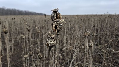 "Ми брали ліцензію, щоб працювати": у фермера на Черкащині арештували врожай маку