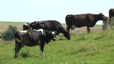 Вовки лякають худобу та місцями нападають, вбиваючи
