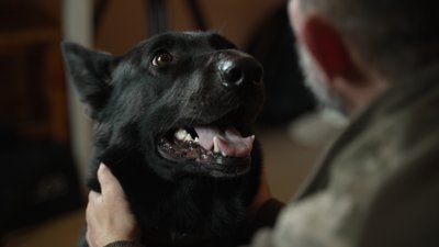 «Дрон йшов прямою траєкторією на вольєри»: росіяни атакували FPV-дроном службову собаку на прикордонні Чернігівщини «Дрон йшов прямою траєкторією на вольєри»: росіяни атакували FPV-дроном службову собаку на прикордонні Чернігівщини
