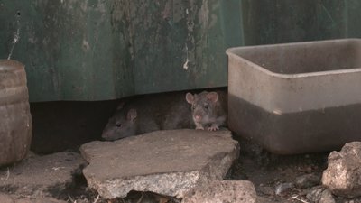 "Їдять відходи, купаються у воді, нападають на голубів". У спальному мікрорайоні Кропивницького оселилися щури "Їдять відходи, купаються у воді, нападають на голубів". У спальному мікрорайоні Кропивницького оселилися щури