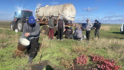 На Миколаївщині відновлюють лісосмуги На Миколаївщині відновлюють лісосмуги