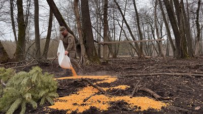 єгер, ліс, лісництво єгер, ліс, лісництво