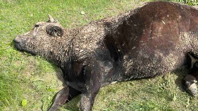 У селі на Кіровоградщині від укусів бджіл загинули дві корови й собака У селі на Кіровоградщині від укусів бджіл загинули дві корови й собака