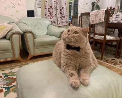 кіт, апельмон, коти кіт, апельмон, коти