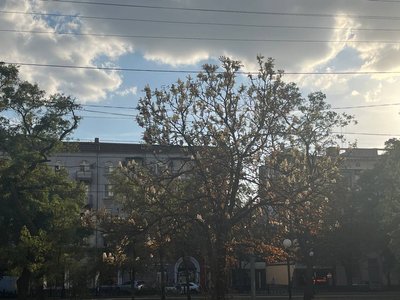 У Дніпрі повторно квітнуть каштани. Чим це викликано та чи не зашкодить деревам У Дніпрі повторно квітнуть каштани. Чим це викликано та чи не зашкодить деревам