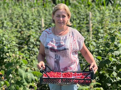 "Збираємо до 35 кілограмів щодня", — як у селі на Вінниччині вирощують малину замість картоплі "Збираємо до 35 кілограмів щодня", — як у селі на Вінниччині вирощують малину замість картоплі