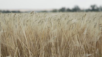 На Вінниччині агрофірма "Ольгопіль" за 4 дні зібрала понад 80% ячменю На Вінниччині агрофірма "Ольгопіль" за 4 дні зібрала понад 80% ячменю