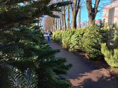 Ялинки як обрати Ялинки як обрати