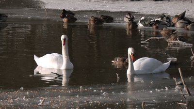 Як зимують птахи у полтавському дендропарку Як зимують птахи у полтавському дендропарку