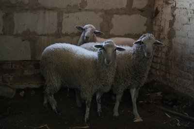 "Я хочу сам жити". Як живе чоловік, який оселився на Сумщині подалі від людей "Я хочу сам жити". Як живе чоловік, який оселився на Сумщині подалі від людей