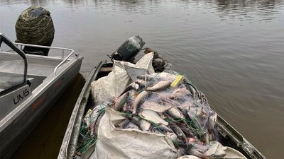 На Кіровоградщині браконьєри наловили риби на понад 2,5 мільйона гривень На Кіровоградщині браконьєри наловили риби на понад 2,5 мільйона гривень