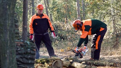 Від чого залежить ціна на деревину — роз'яснення черкаського лісівника Від чого залежить ціна на деревину — роз'яснення черкаського лісівника