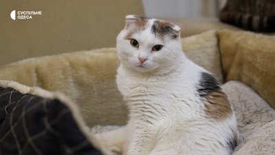 43 коти, щоденне лікування та пошук родин: як працює одеський притулок тварин з інвалідністю