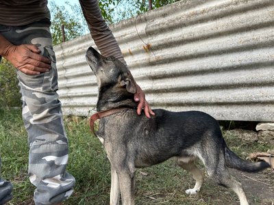"У Межовій до тисячі покинутих тварин": як зооволонтерка допомагає покинутим тваринам прифронтової Межової