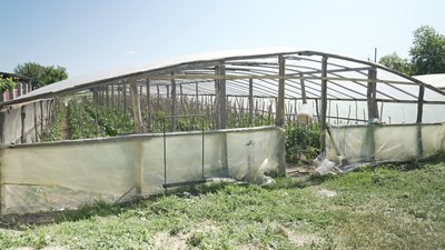 Ціна залишається високою: на Вінниччині розпочали збір солодкого перцю Ціна залишається високою: на Вінниччині розпочали збір солодкого перцю