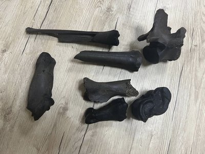 Кістки бізона знайдені на дні річки Прип'ять Кістки бізона знайдені на дні річки Прип'ять