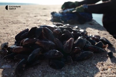 Від моря до берега: як в Одесі виловлюють та очищують мідії Від моря до берега: як в Одесі виловлюють та очищують мідії