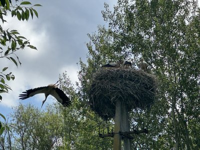 На кожній вулиці гнізда: село на Полтавщині називають "лелечою столицею"