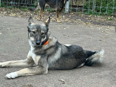 Зимовий прихисток для безпритульних тварин у Житомирі Зимовий прихисток для безпритульних тварин у Житомирі