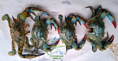 У нацпарку на Одещині знайшли понад 20 блакитних крабів У нацпарку на Одещині знайшли понад 20 блакитних крабів