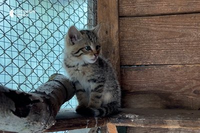 "Ми їх повністю ізолювали від людей": на Одещині врятували п'ятьох дитинчат дикого лісового кота "Ми їх повністю ізолювали від людей": на Одещині врятували п'ятьох дитинчат дикого лісового кота