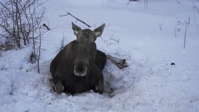 Травмована внаслідок ДТП лосиха на Чернігівщині 17 лютого 2026 року Травмована внаслідок ДТП лосиха на Чернігівщині 17 лютого 2026 року