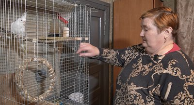 18 папуг у сільській хаті тримає 21-річна медсестра Марія Матвійчук на Волині 18 папуг у сільській хаті тримає 21-річна медсестра Марія Матвійчук на Волині