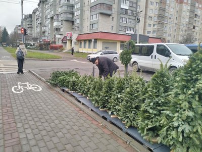 У Луцьку запрацювали ялинкові ярмарки. Скільки коштують хвойні дерева до свят