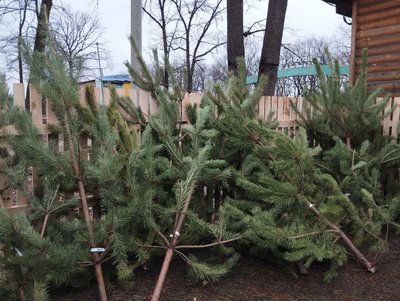 Лісівники Полтавщини розпочали продаж новорічних дерев Лісівники Полтавщини розпочали продаж новорічних дерев