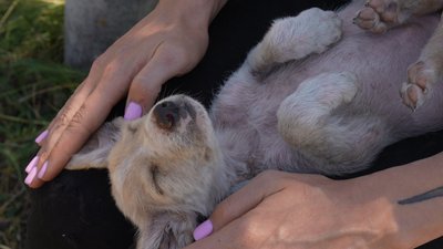 Лікує, вакцинує і шукає родини: кропивничанка створила притулок для котів і собак