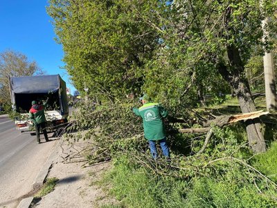 Штормовий вітер повалив 85 дерев в Одесі Штормовий вітер повалив 85 дерев в Одесі