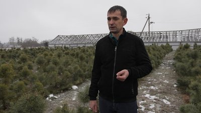 Скільки коштує новорічна ялинка: на Чернігівщині продавати дерева почали раніше ніж торік