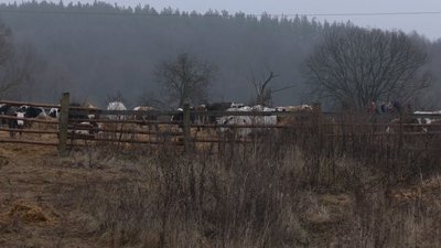 Як виживають ферми на прикордонні Чернігівщини