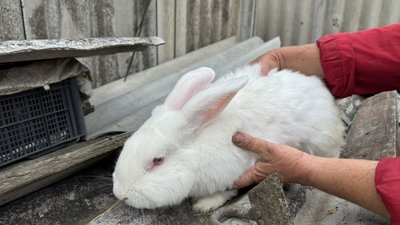 Галина тримає кролика Райгородок Донецька область 2 липня 2025 рік Галина тримає кролика Райгородок Донецька область 2 липня 2025 рік