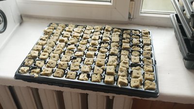 Гідропонний сад: на Вінниччині школярі вирощують салат без ґрунту Гідропонний сад: на Вінниччині школярі вирощують салат без ґрунту