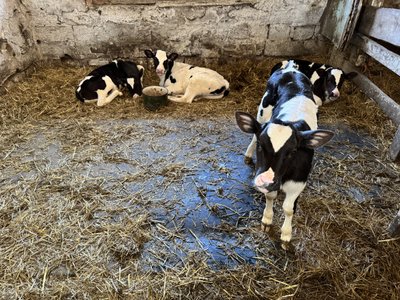 На Полтавщині щороку меншає корів та іншої худоби: які причини На Полтавщині щороку меншає корів та іншої худоби: які причини