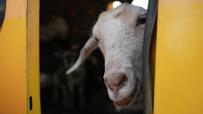 Не виїжджали через кіз: на Сумщині волонтери евакуювали з прикордоння подружжя з майже чотирма десятками тварин Не виїжджали через кіз: на Сумщині волонтери евакуювали з прикордоння подружжя з майже чотирма десятками тварин