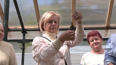 як вирощувати помідори в теплиці як вирощувати помідори в теплиці