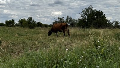 У перший день трьох розстріляли — історії місцевих з деокупованої Новопетрівки Миколаївської області У перший день трьох розстріляли — історії місцевих з деокупованої Новопетрівки Миколаївської області
