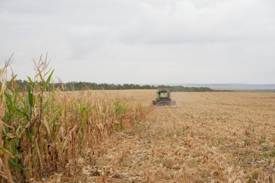 На полі Леоніда Лисаченка збирають урожай кукурудзи На полі Леоніда Лисаченка збирають урожай кукурудзи