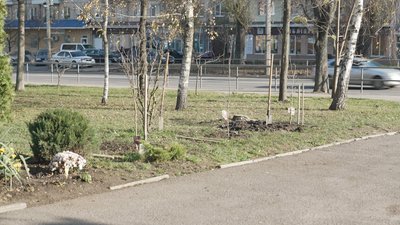 40 імен героїв: у Вінниці заклали алею квітучих дерев на честь загиблих випускників 40 імен героїв: у Вінниці заклали алею квітучих дерев на честь загиблих випускників