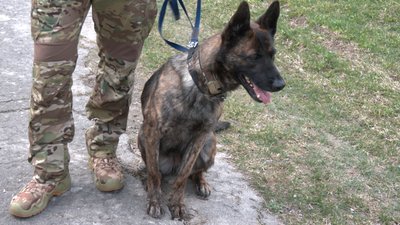 "Він привів до ймовірного злочинця": як працівники кінологічного центру поліції в Рівному тренують собак "Він привів до ймовірного злочинця": як працівники кінологічного центру поліції в Рівному тренують собак