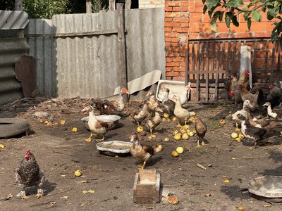 "Очі зімкну і згадую хату…": як живуть переселенці у Степанівській громаді та про що мріють "Очі зімкну і згадую хату…": як живуть переселенці у Степанівській громаді та про що мріють