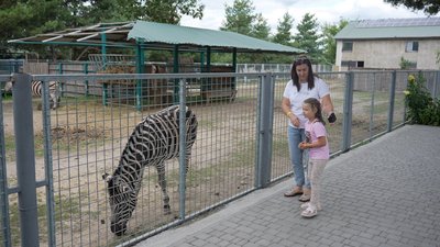 У Вінниці обирають ім'я для новонародженої зебри У Вінниці обирають ім'я для новонародженої зебри