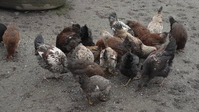 сама в селі сама в селі