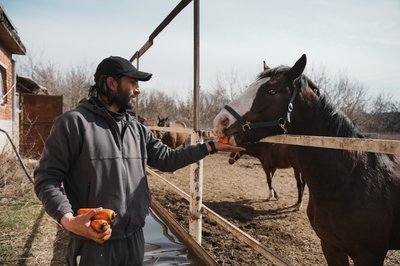 Волонтер годує коня Волонтер годує коня